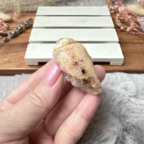 Beautiful Small Fossil Shell - Picture 3 of 6